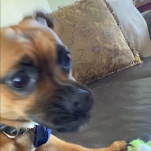 Meet your Posher, Joe